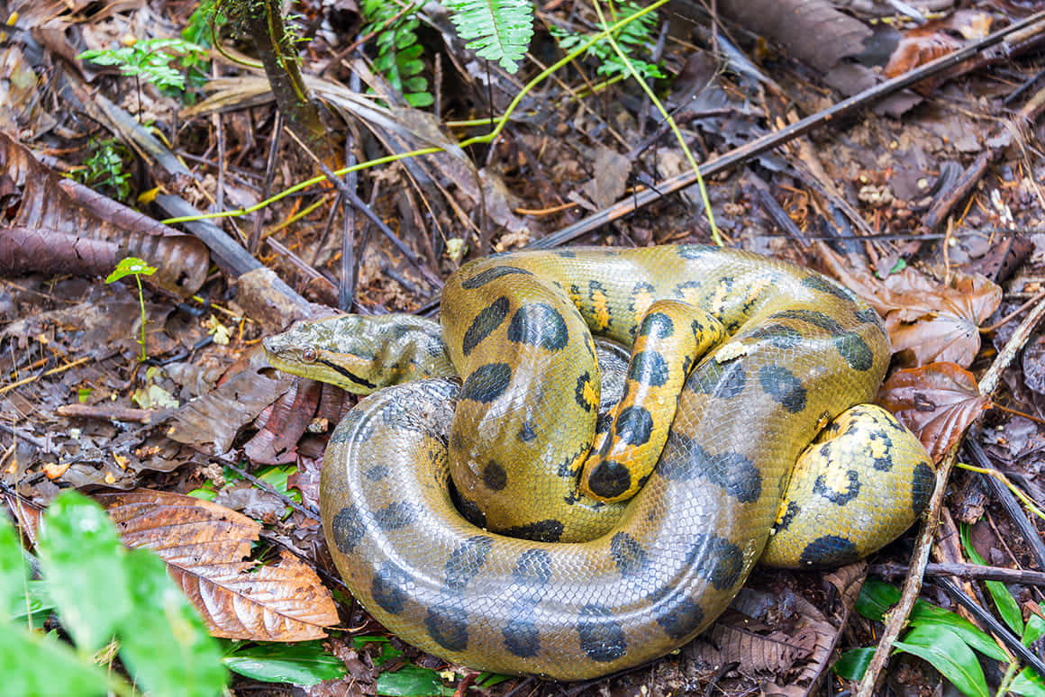 Green Anaconda Restingin Forest Floor.jpg Wallpaper