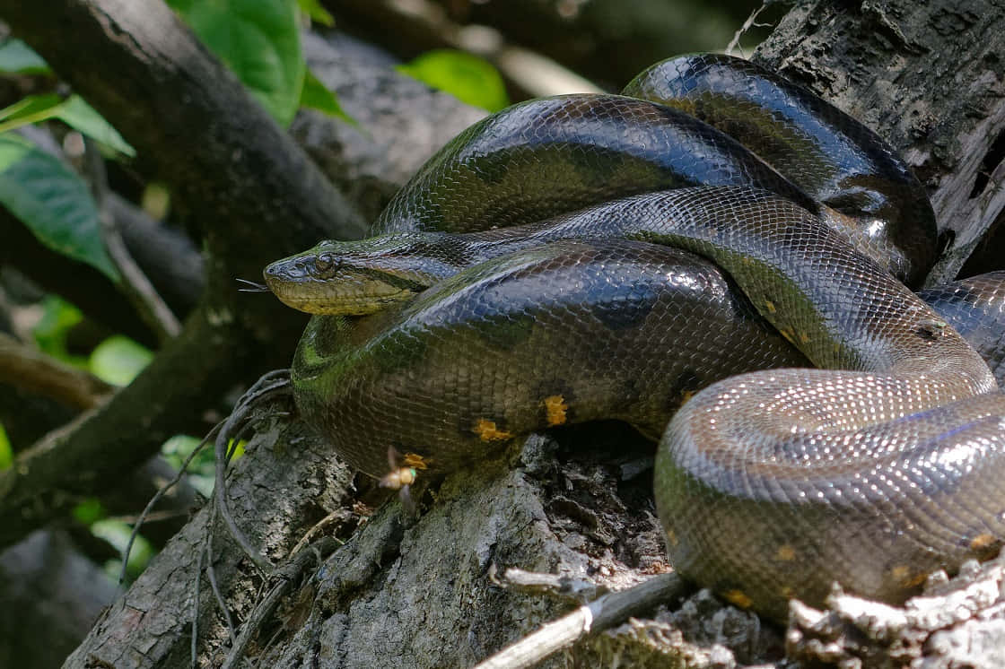 Green Anaconda Restingon Tree Branch Wallpaper