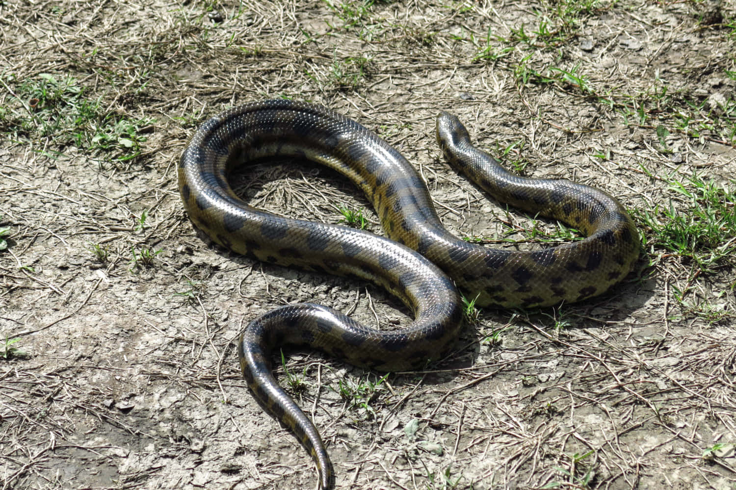 Green Anaconda Sunbathing Wallpaper