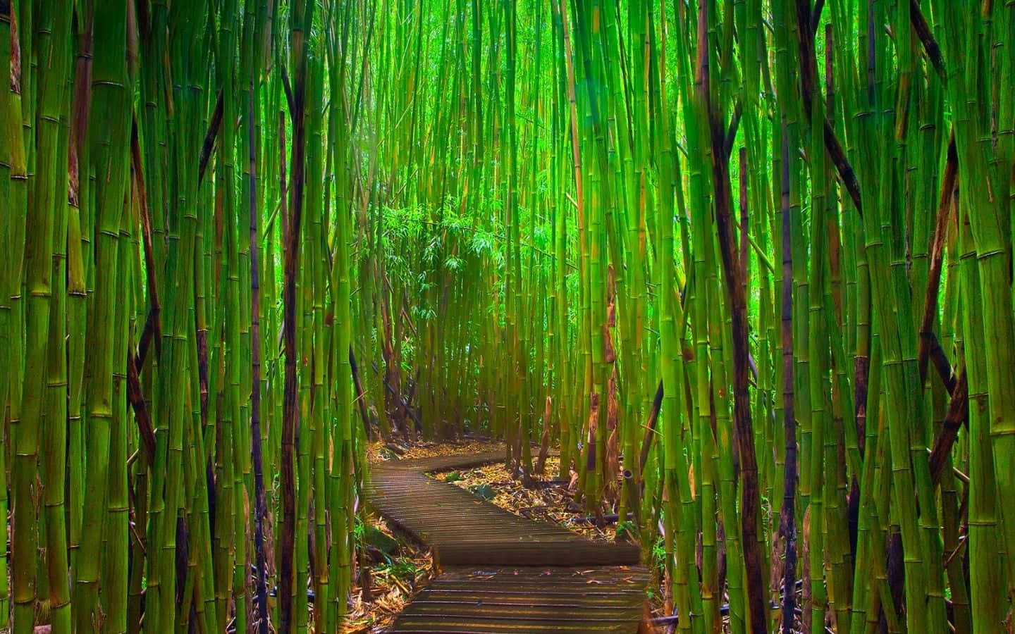 Green Bamboo Stalks Line A Pristine Path Wallpaper