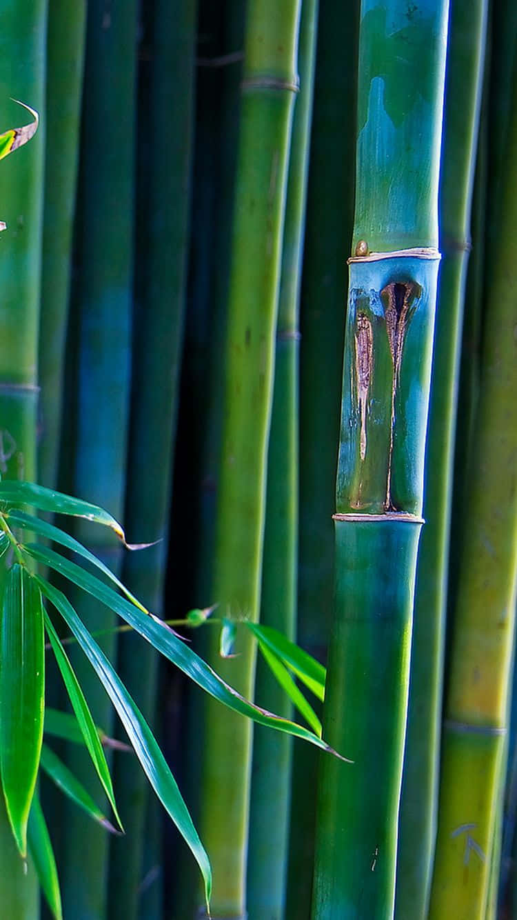 Green Bamboo Stands Tall Against A Blue Sky Wallpaper