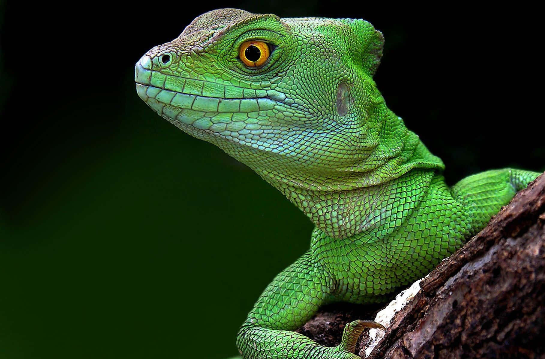 Green Basilisk Lizard Portrait Wallpaper