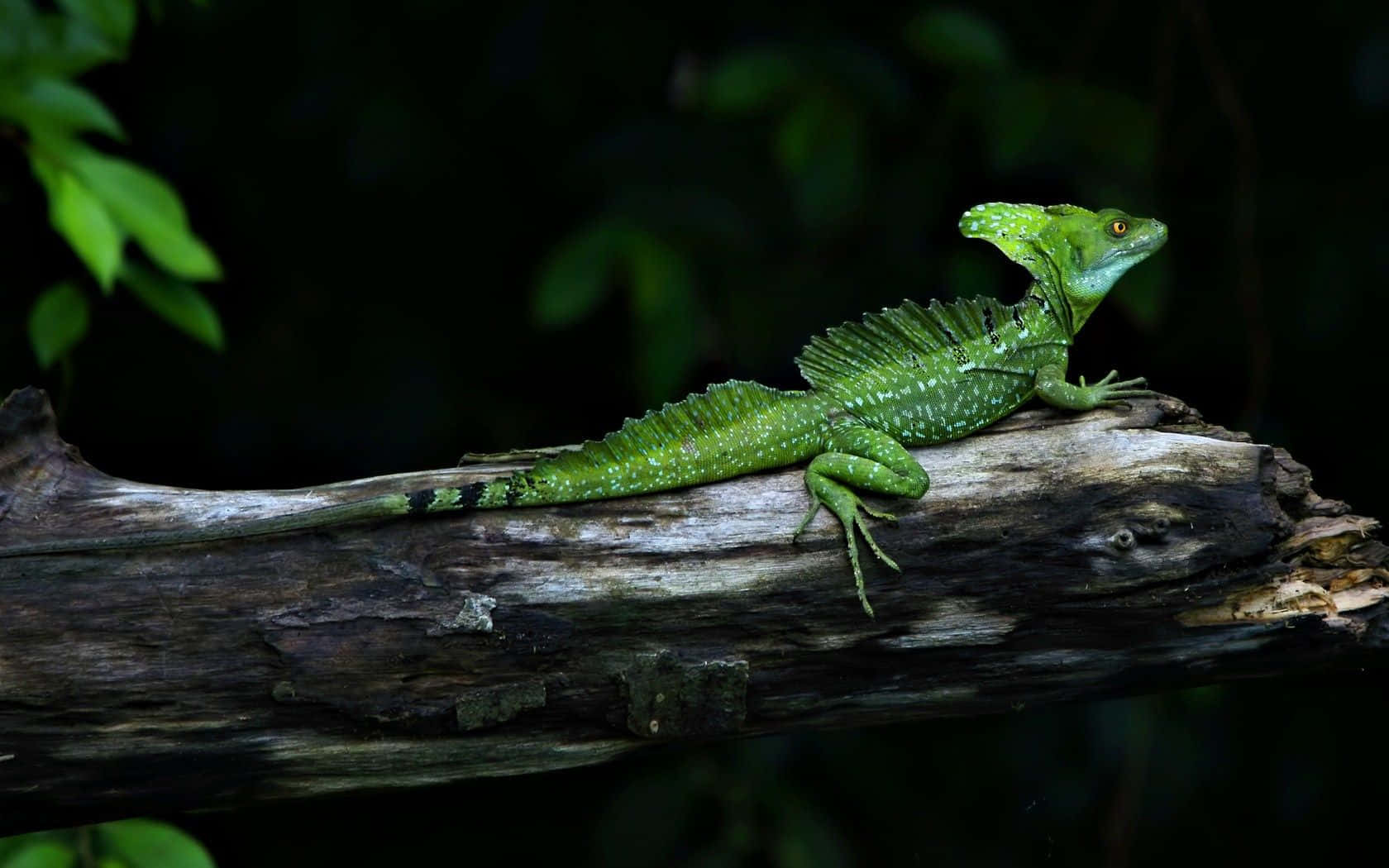 Green Basilisk Lizardon Log Wallpaper