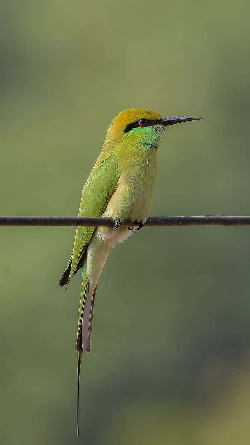 Green Bee Eater Perched Wallpaper