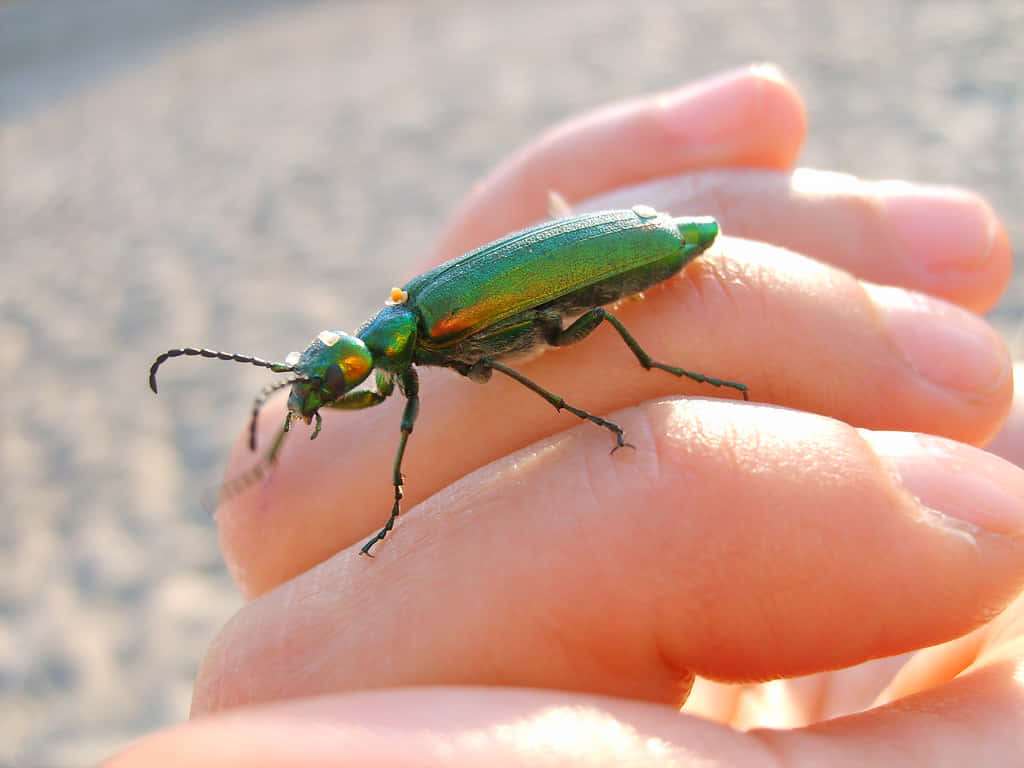 Green Blister Beetleon Human Hand.jpg Wallpaper