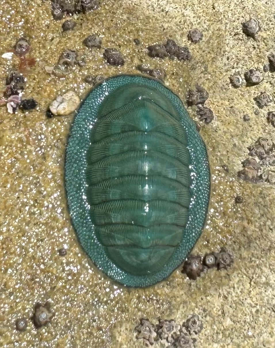 Green Chitonon Rocky Shore Wallpaper