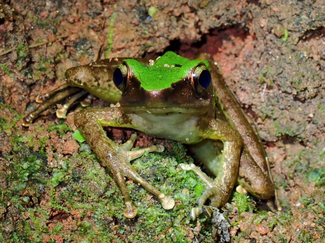 Green Crowned Frogon Mossy Ground Wallpaper