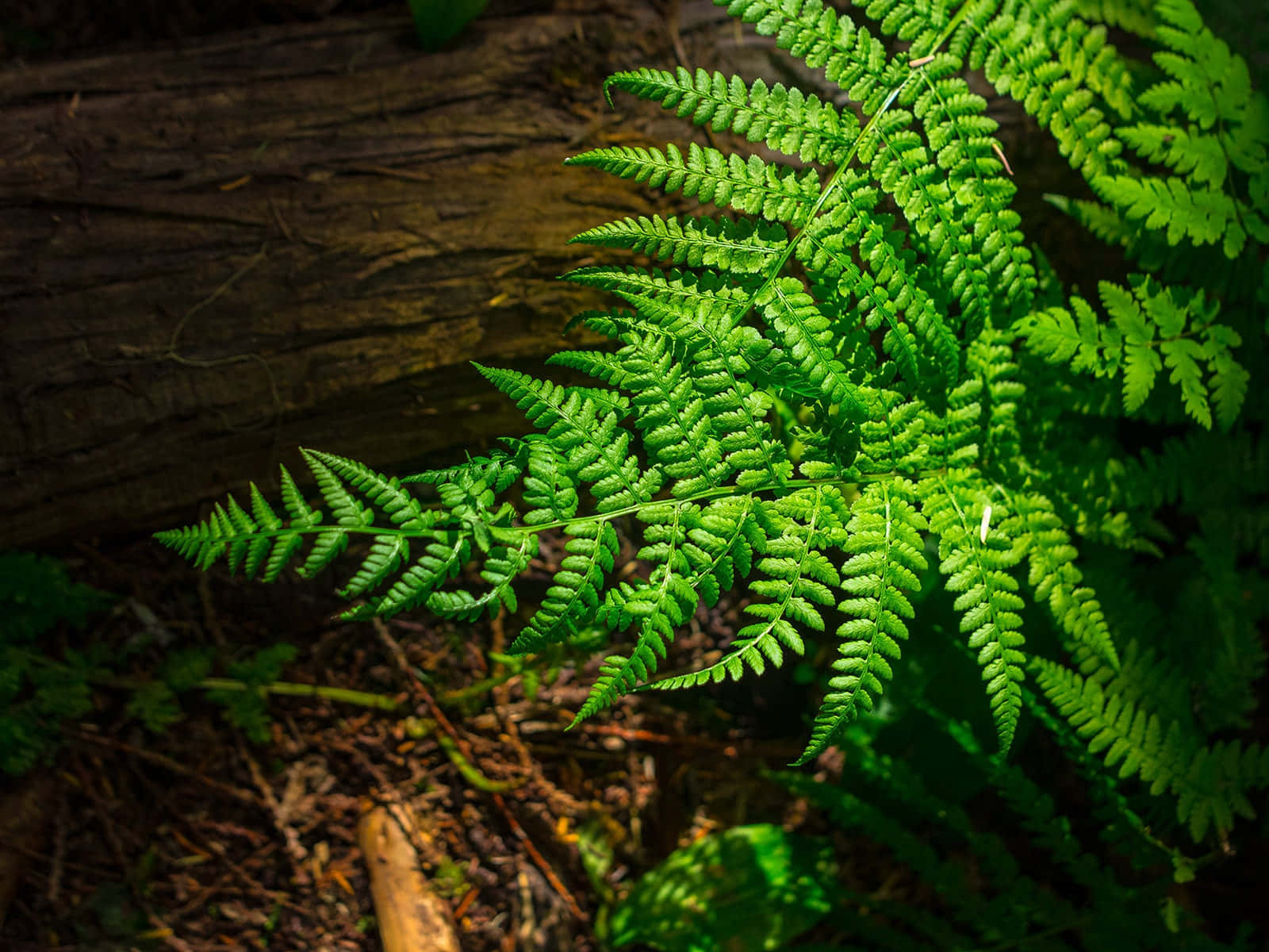 Green Fern Wallpaper Wallpaper