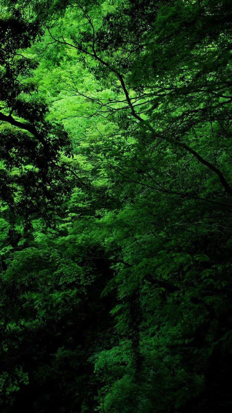 Green Forest Wallpapers Hd Wallpaper