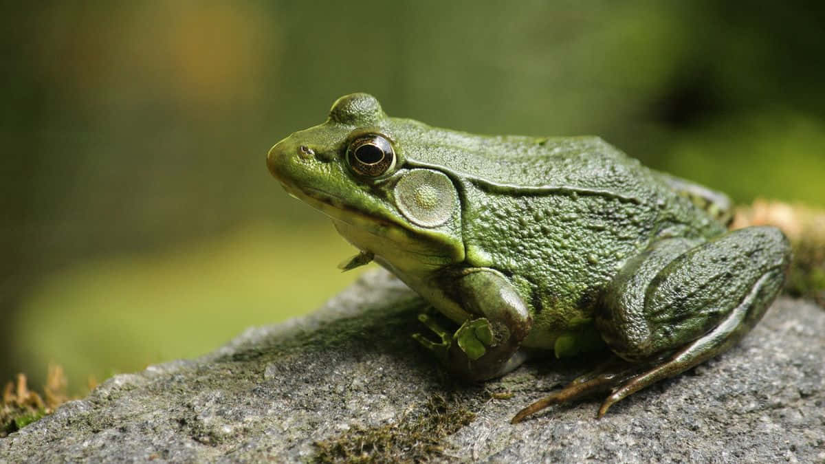 Green Frog Restingon Rock Wallpaper