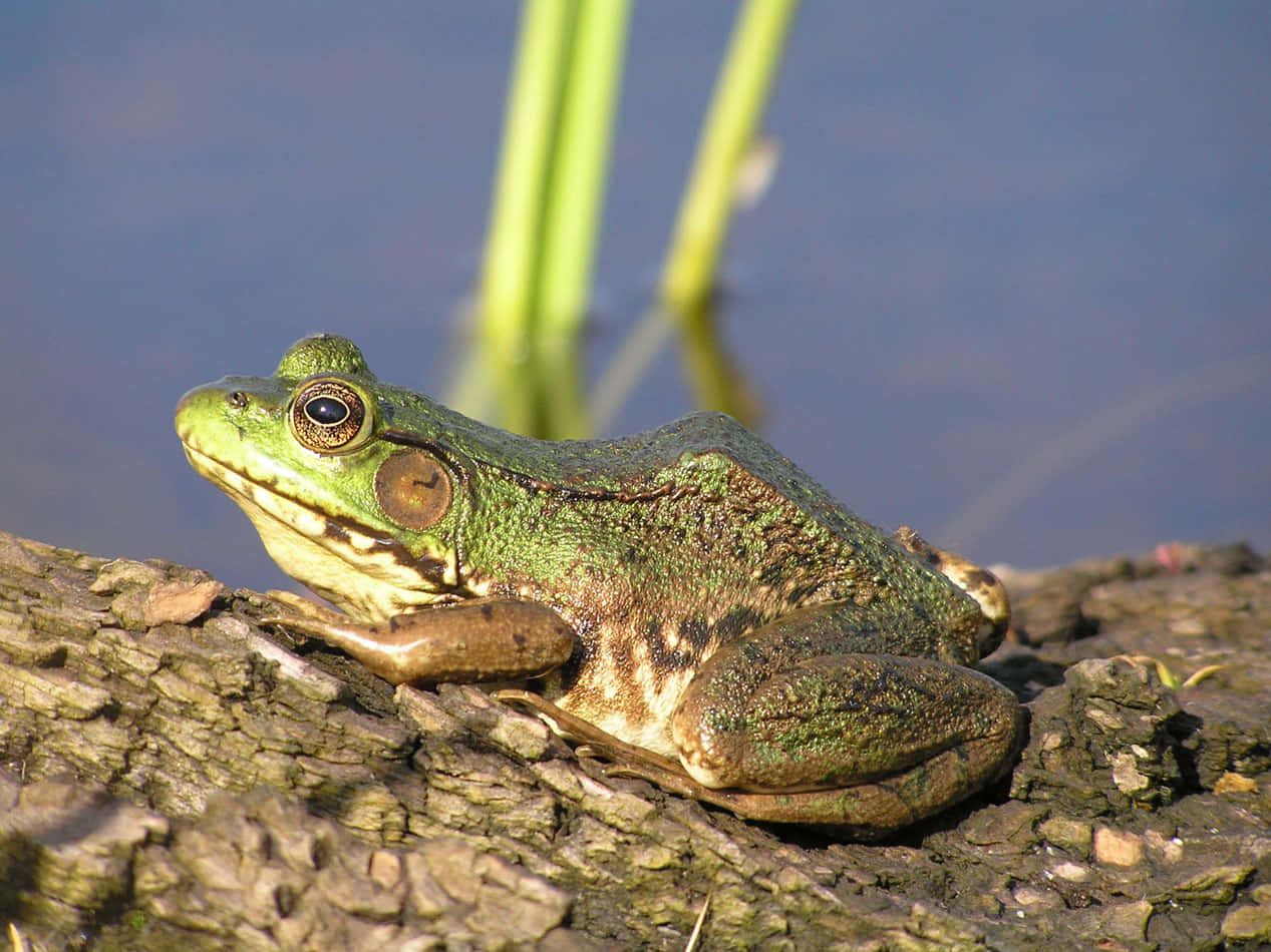 Green Frogon Logby Water Wallpaper