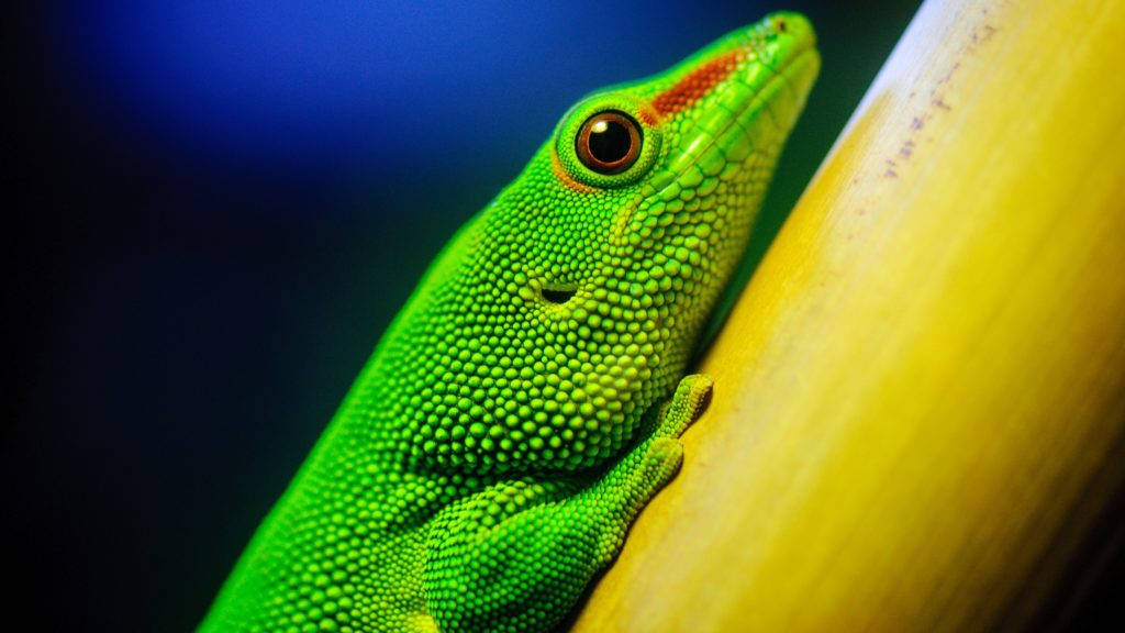 Green Gecko 4k Desktop Wallpaper