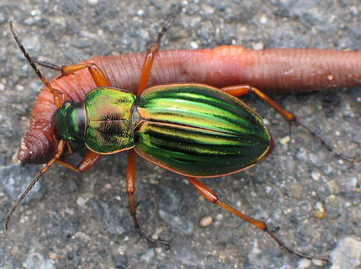 Green Ground Beetleon Concrete Wallpaper