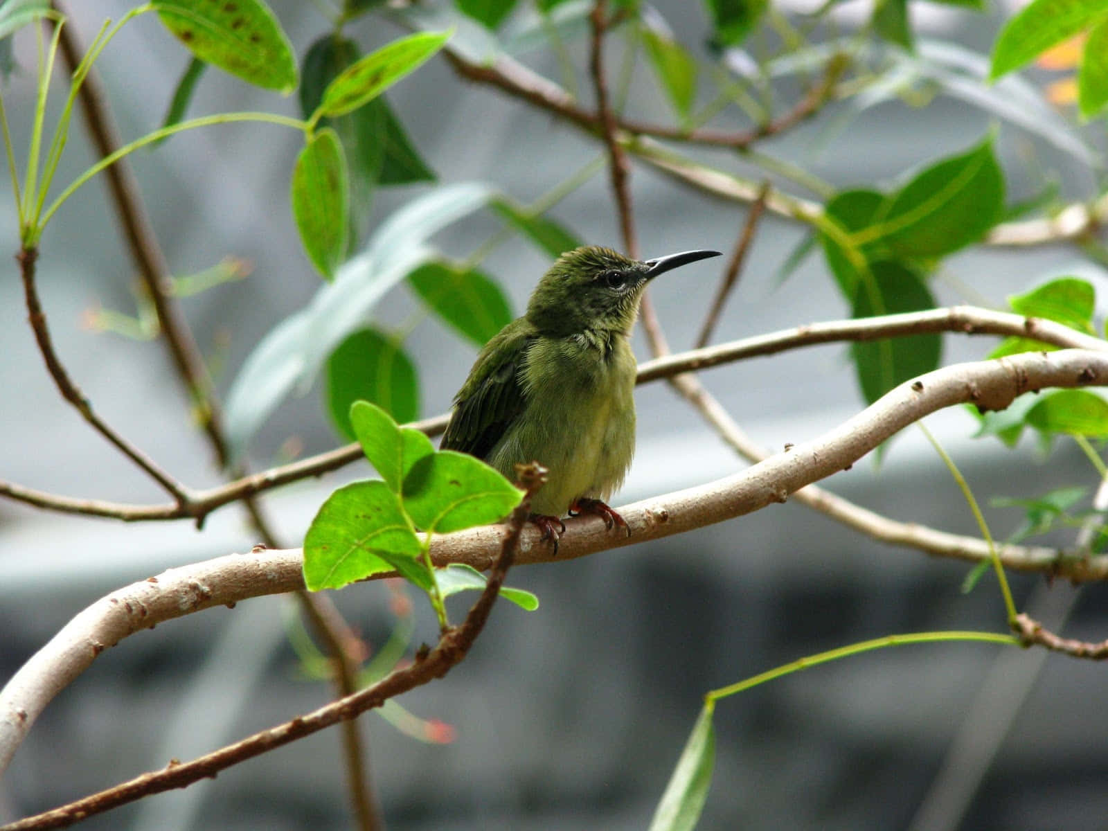 Green Hummingbird Perched Branch Wallpaper