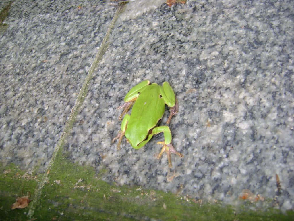 Green Hyla Frogon Granite Wallpaper