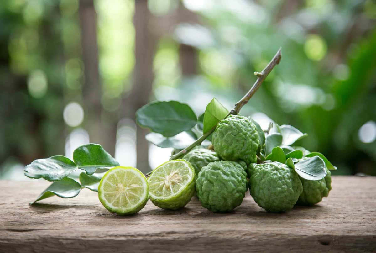 Green Kaffir Lime On Branch Wallpaper