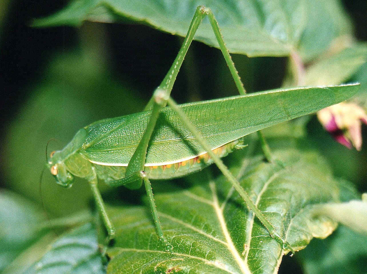 Green Katydid Camouflage Wallpaper