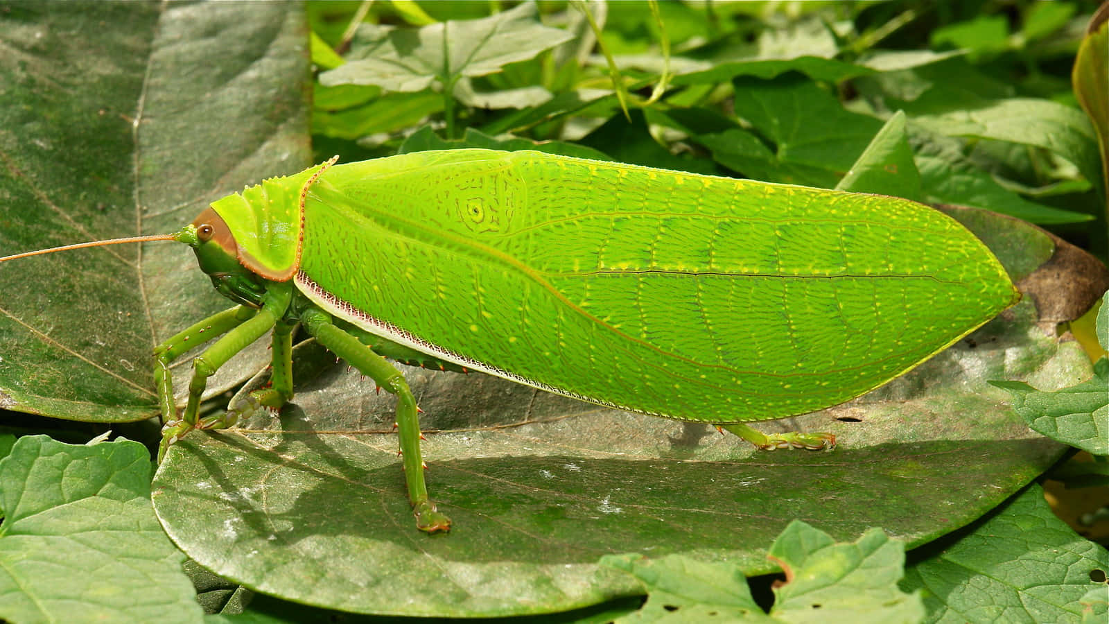 Green Katydid Camouflage Wallpaper