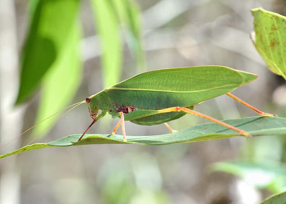 Green Katydid Camouflage Wallpaper