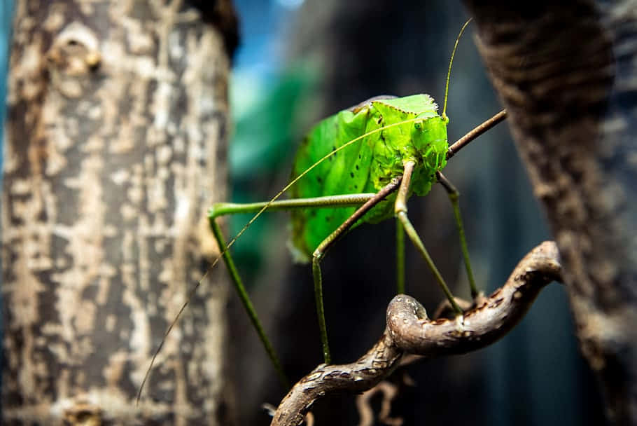 Green Katydid Camouflage.jpg Wallpaper