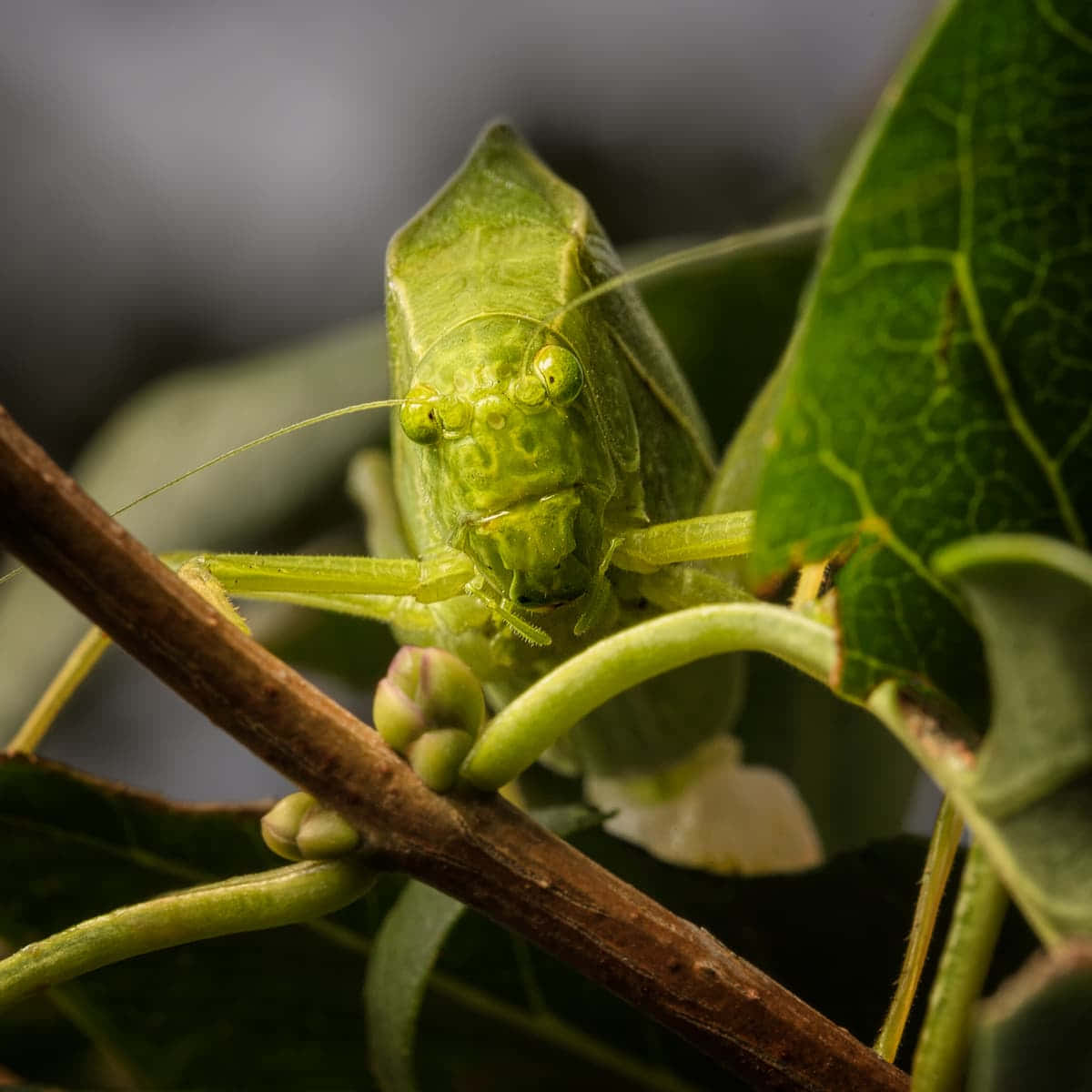 Green Katydid Camouflage.jpg Wallpaper