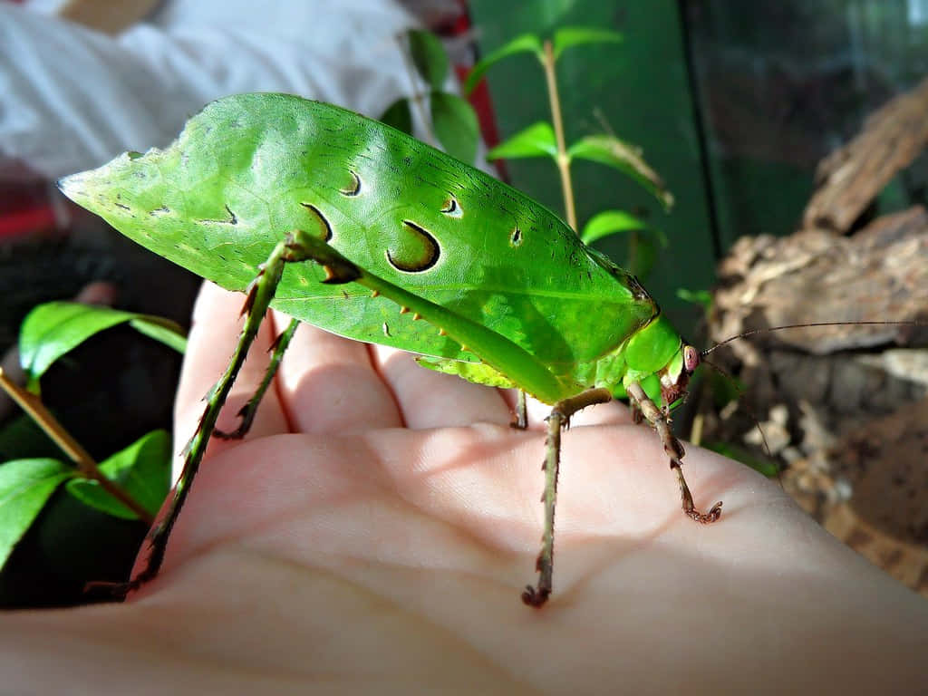 Green Katydid Camouflage Wallpaper