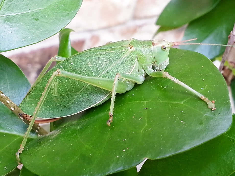 Green Katydid Camouflage Wallpaper