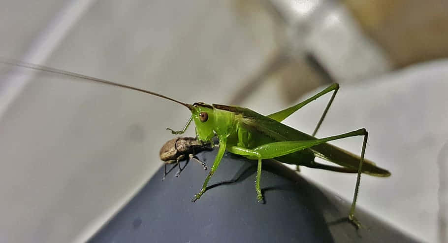 Green Katydid Closeup Wallpaper