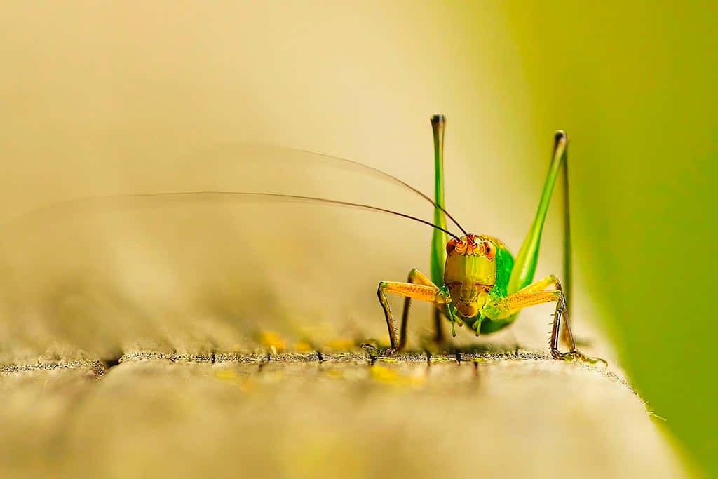 Green Katydid Closeup.jpg Wallpaper