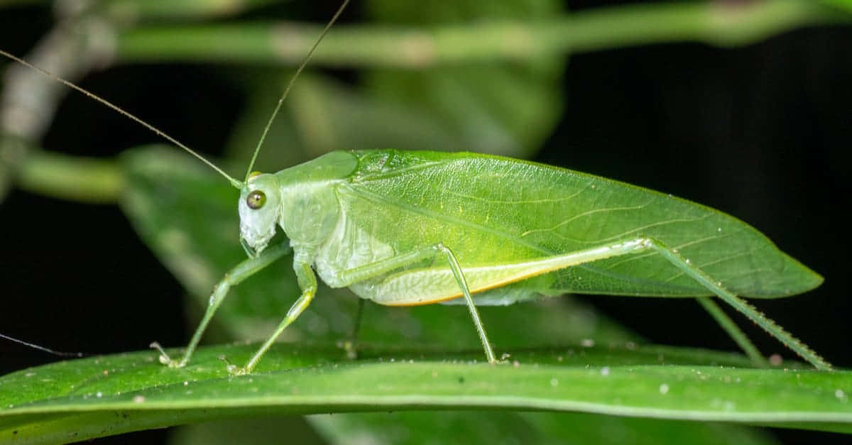 Green Katydid On Leaf.jpg Wallpaper