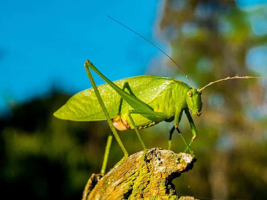 Green Katydidon Branch Wallpaper