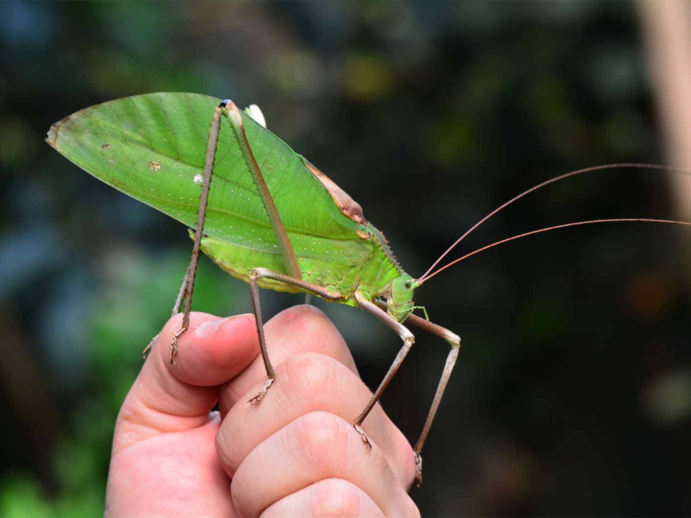 Green Katydidon Human Hand.jpg Wallpaper