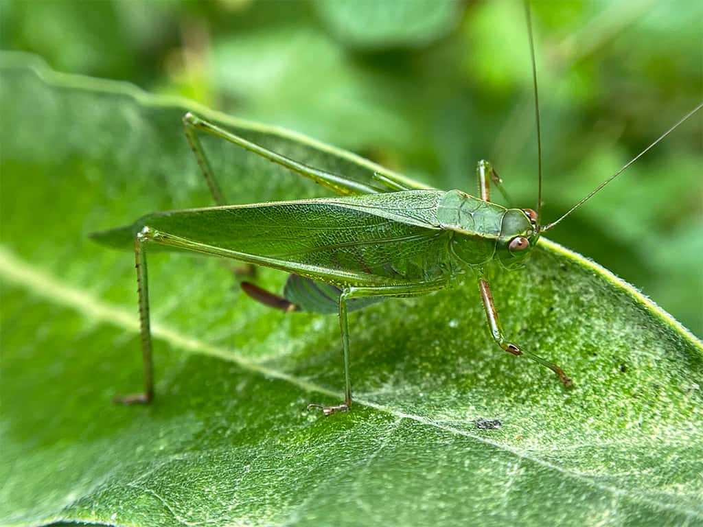 Green Katydidon Leaf Wallpaper