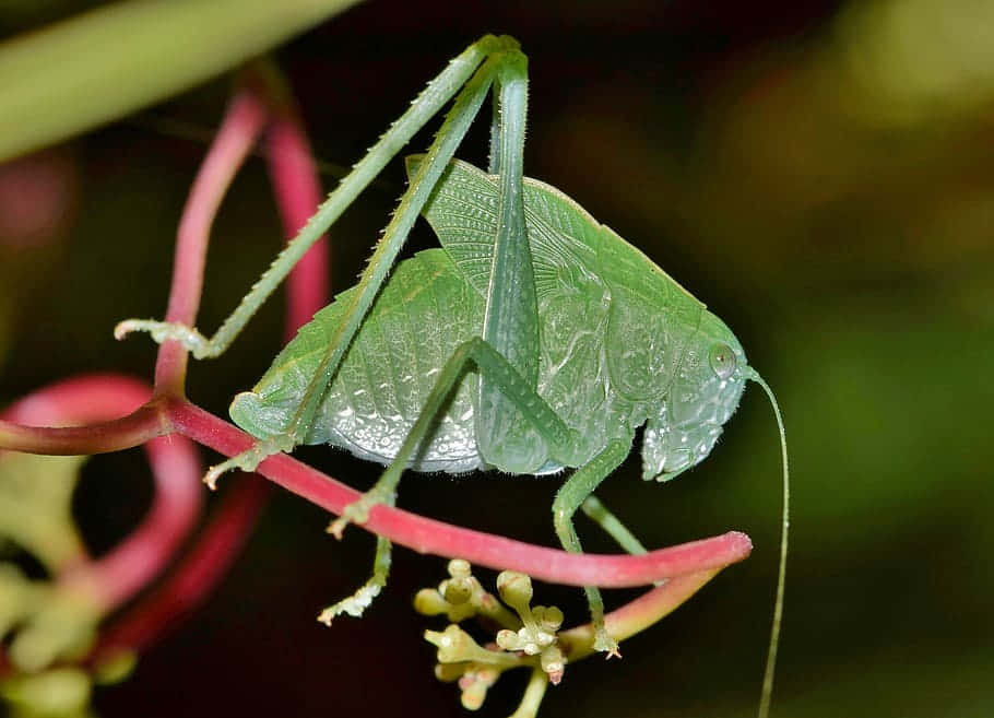 Green Katydidon Plant Stem Wallpaper