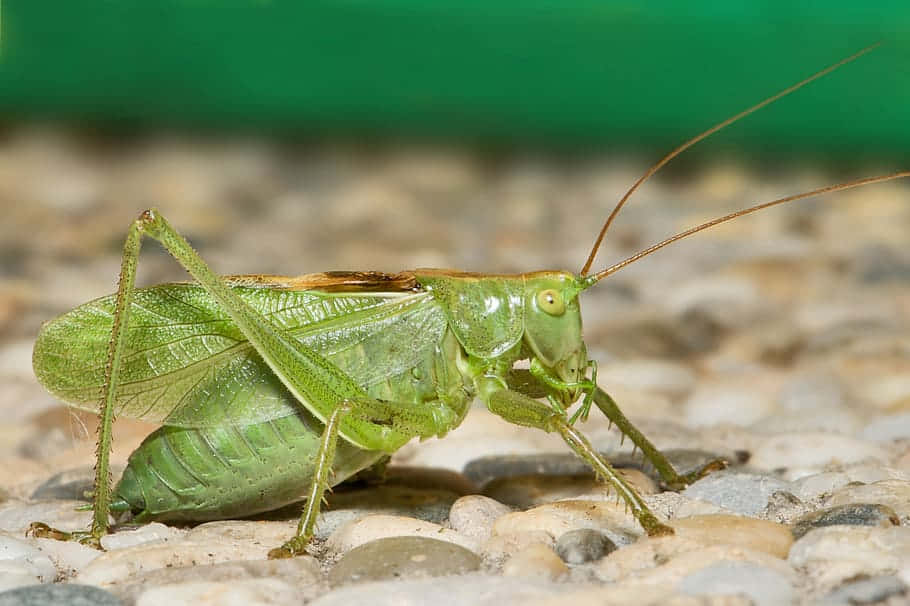 Green Katydidon Rocks Wallpaper