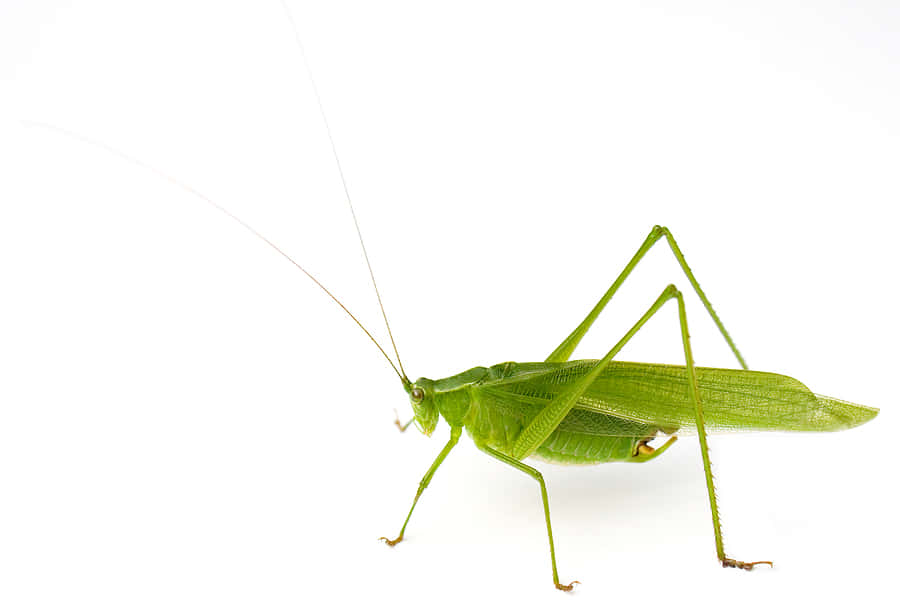 Green Katydidon White Background Wallpaper