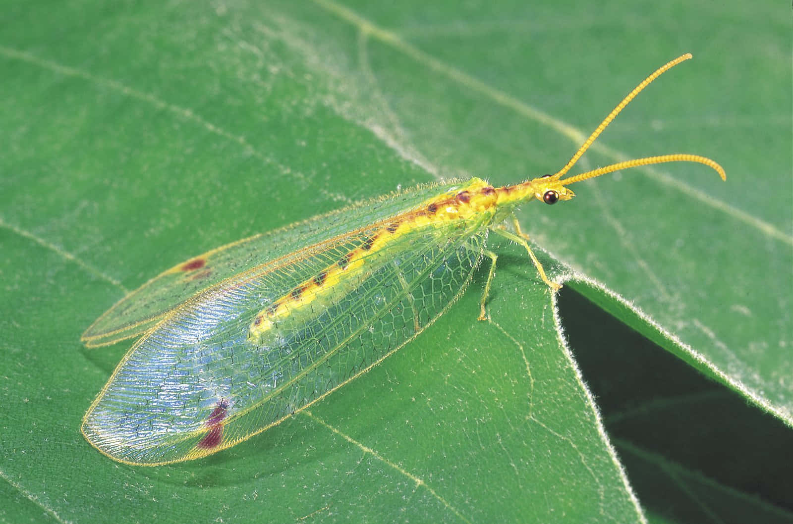 Green Lacewingon Leaf Wallpaper