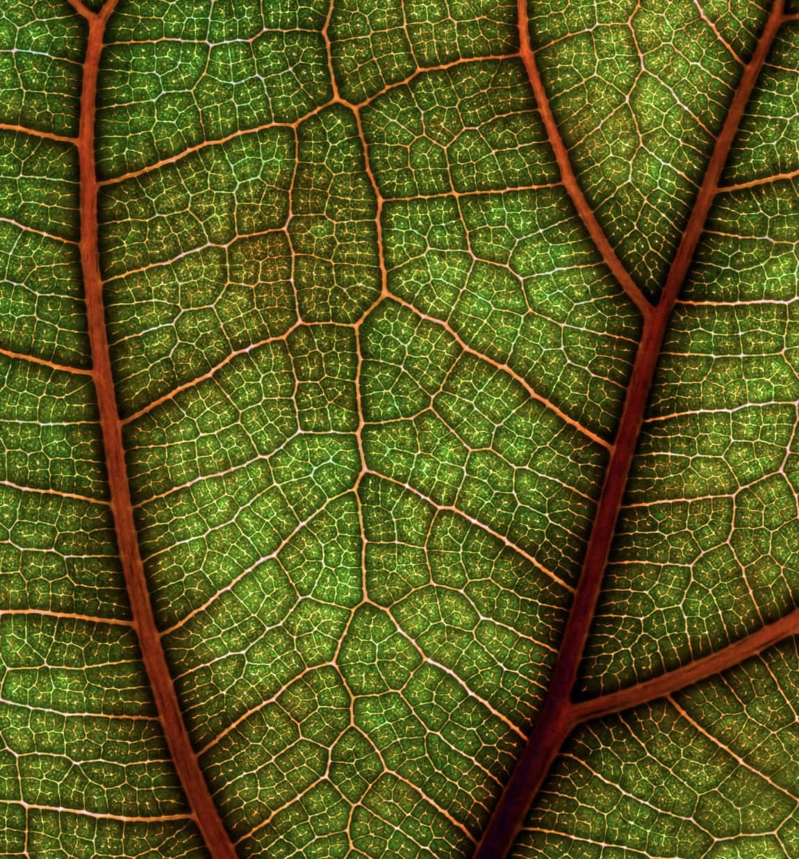 Green Leaf Veins Closeup.jpg Wallpaper