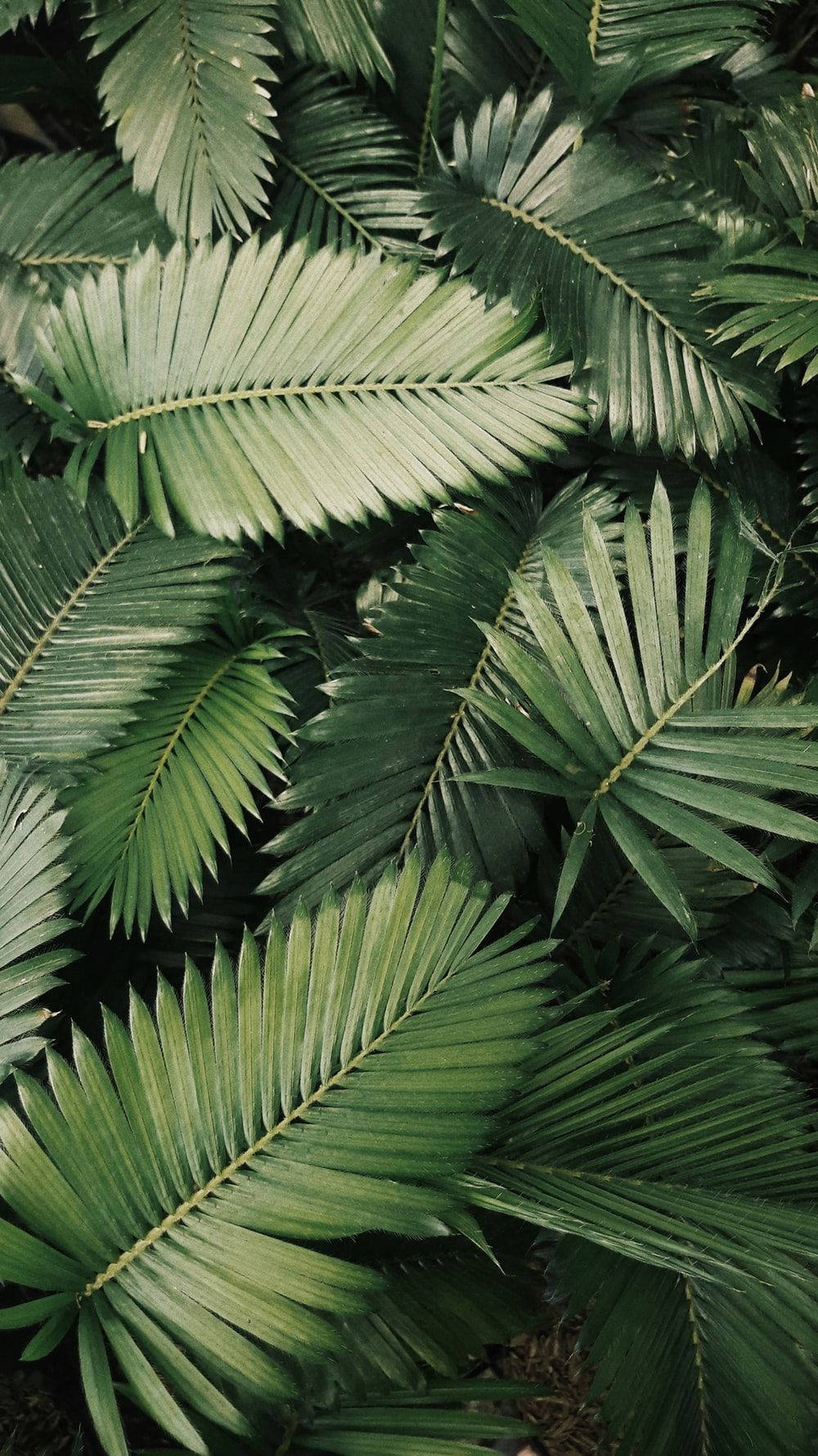 Green Leaves Mobile Wallpaper