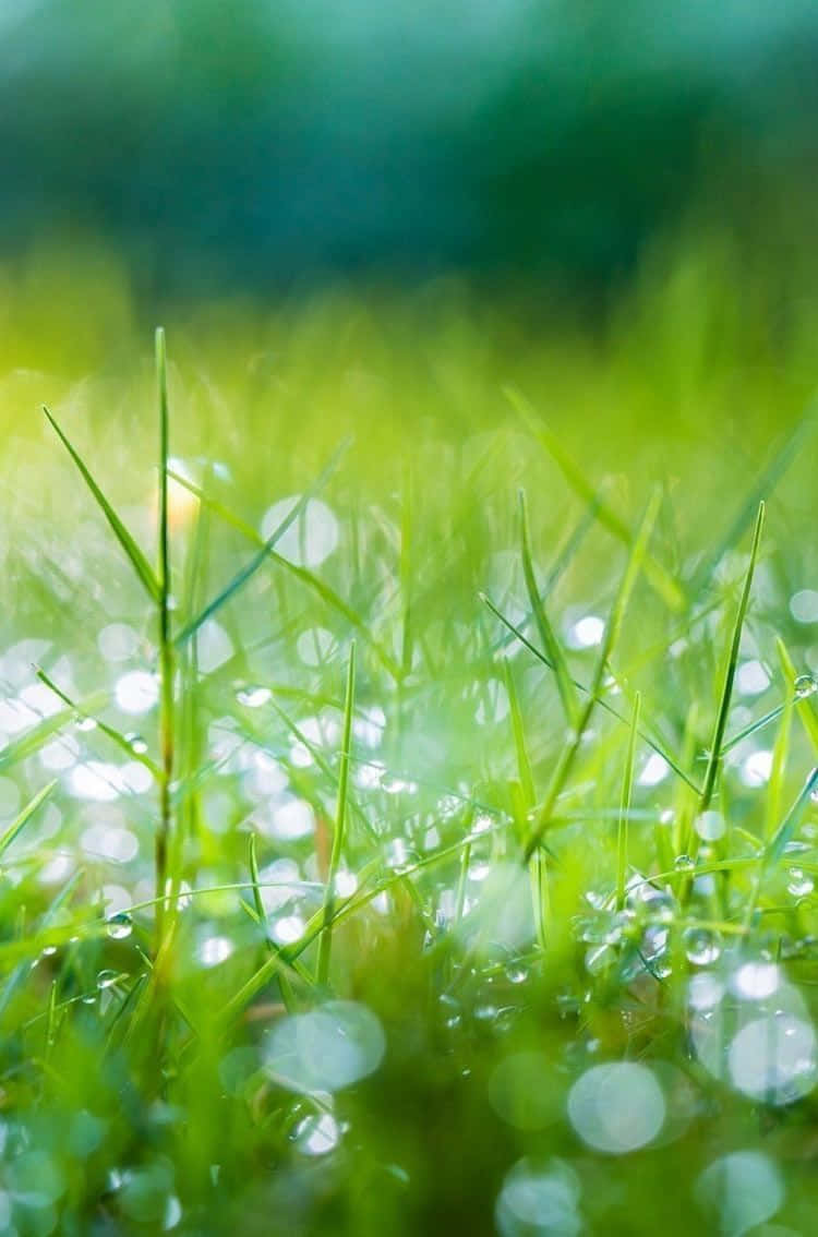 Green Moist Grass Nature Iphone Wallpaper