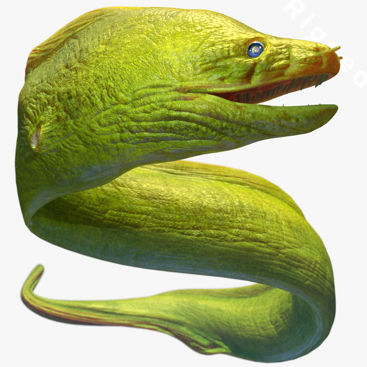 Green Moray Eel Illustration Wallpaper