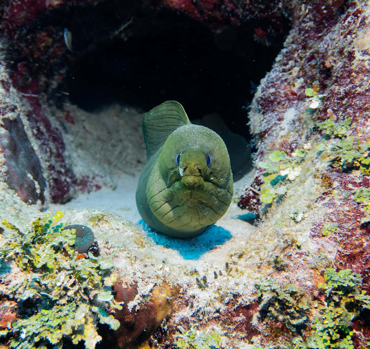 Green Moray Eel Peeking Out Wallpaper