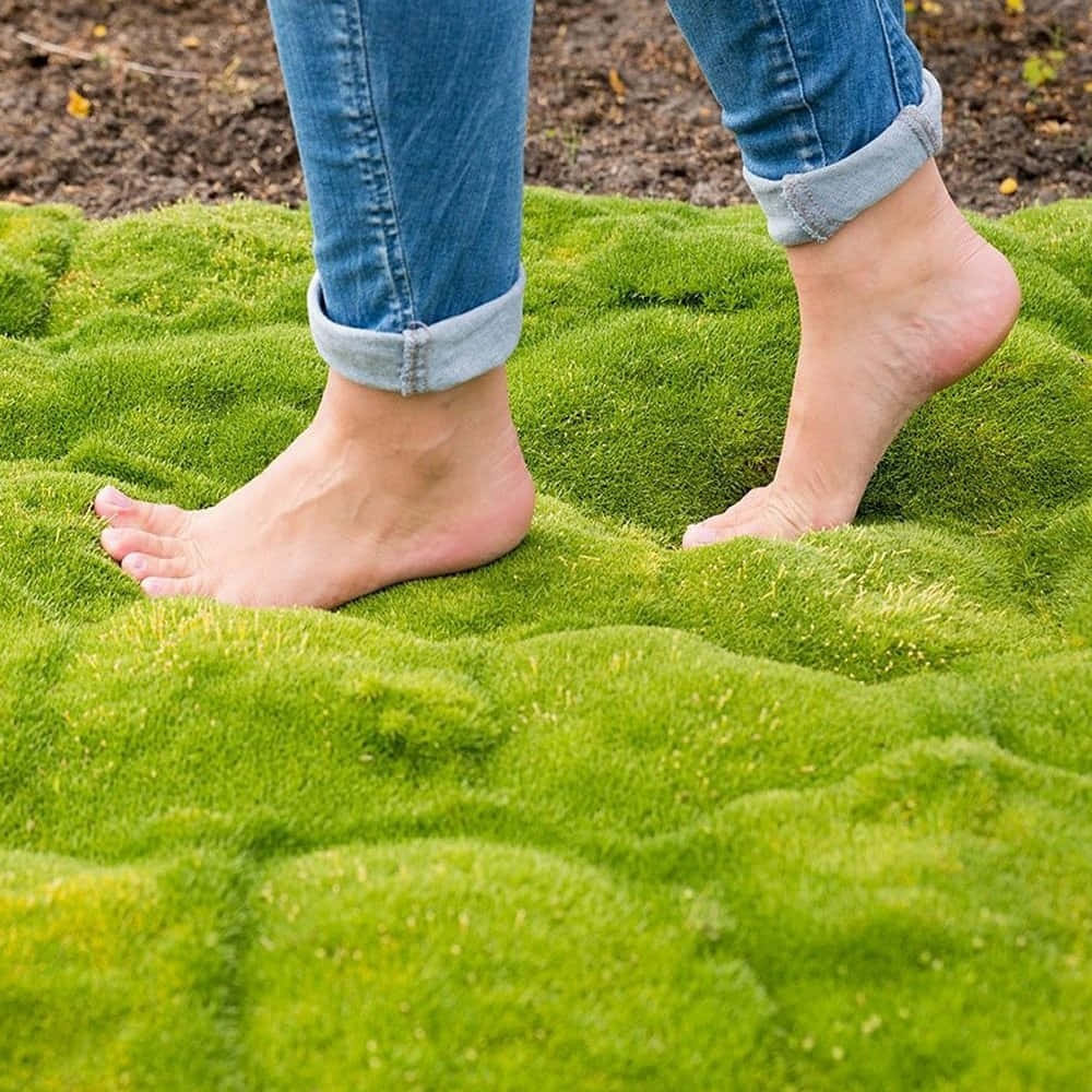 Green Moss: The Power Of Nature Wallpaper