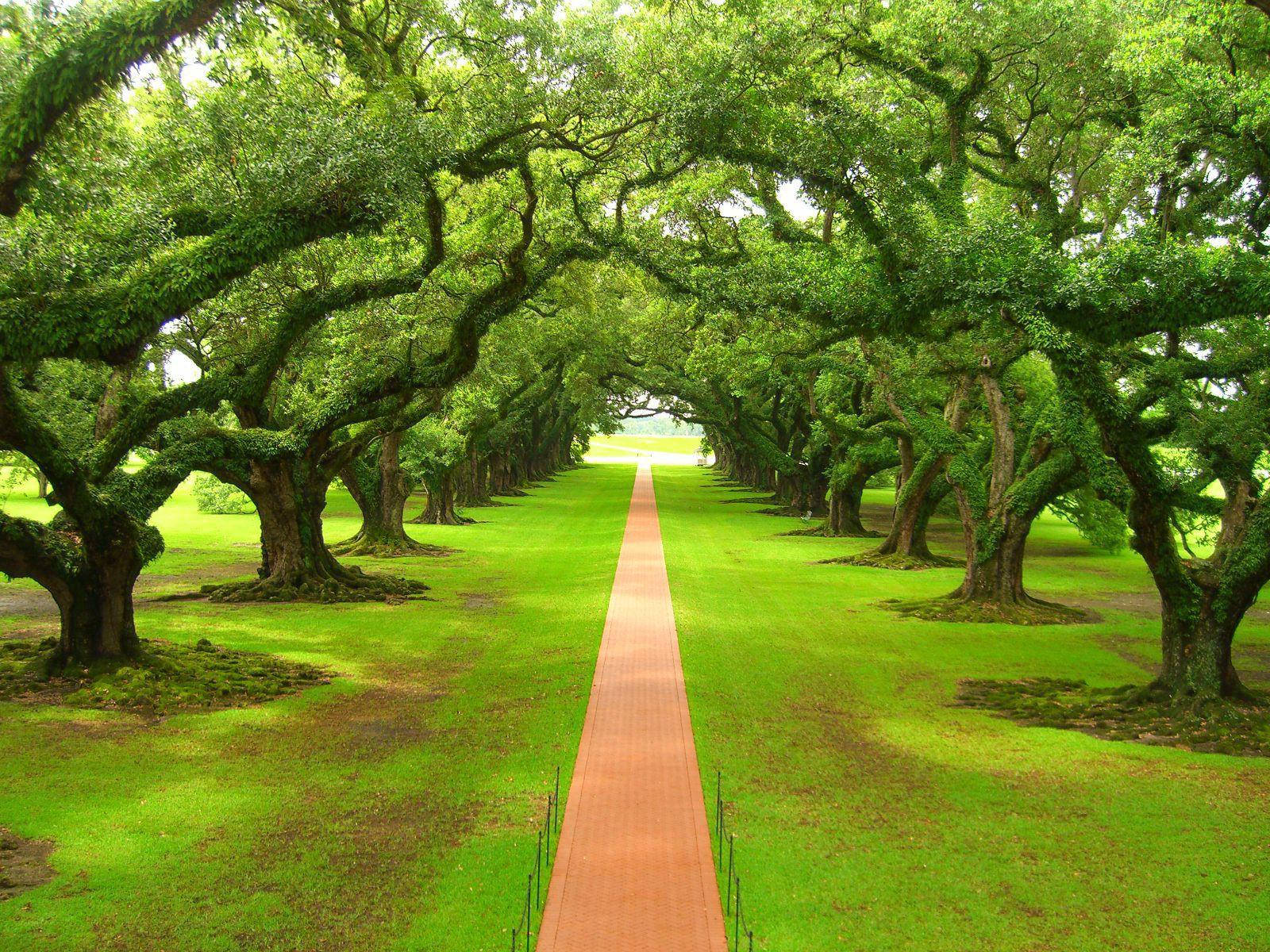 Green Nature Trees In Garden Wallpaper