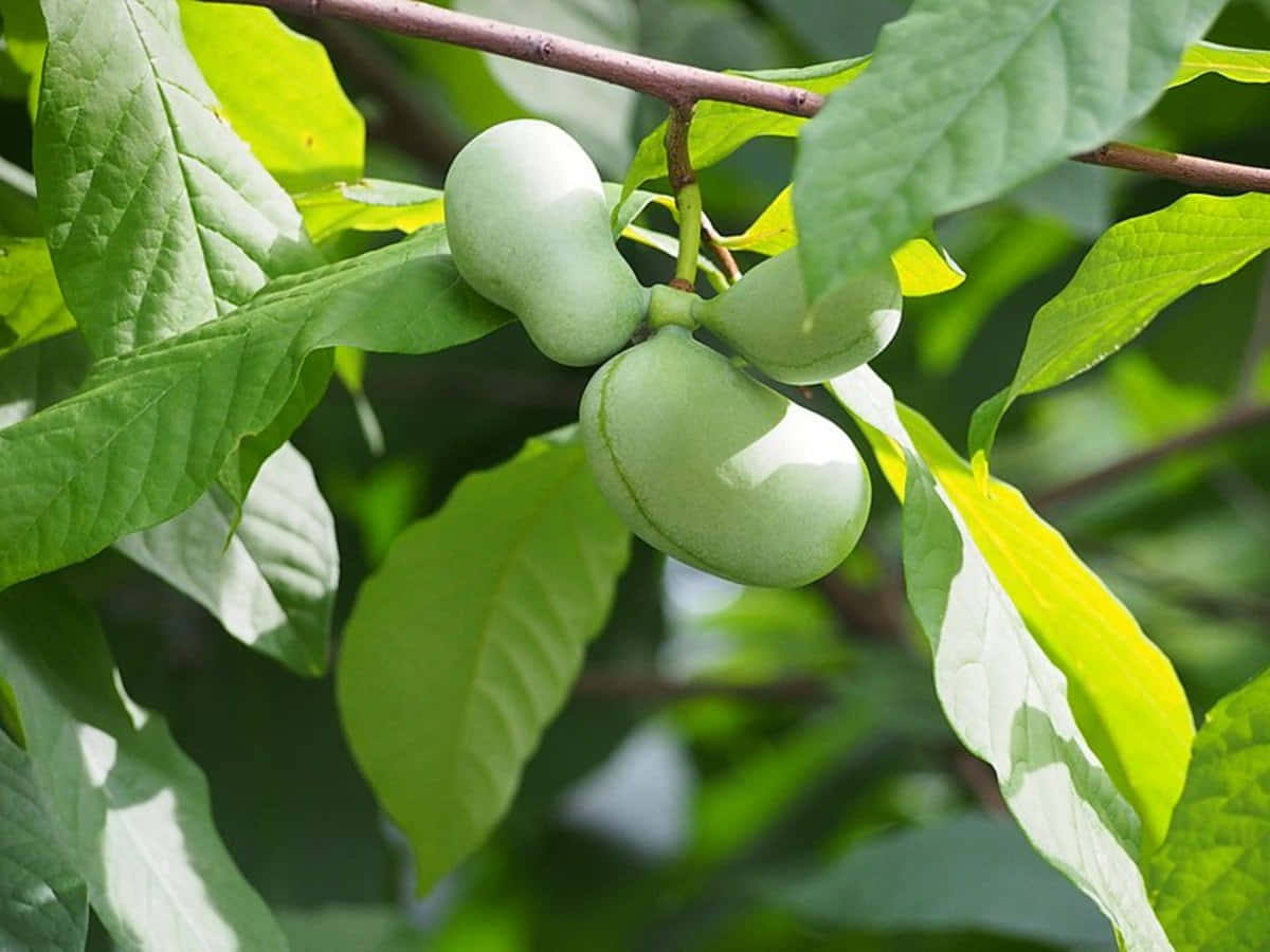 Green Pawpaw Fruiton Tree Wallpaper