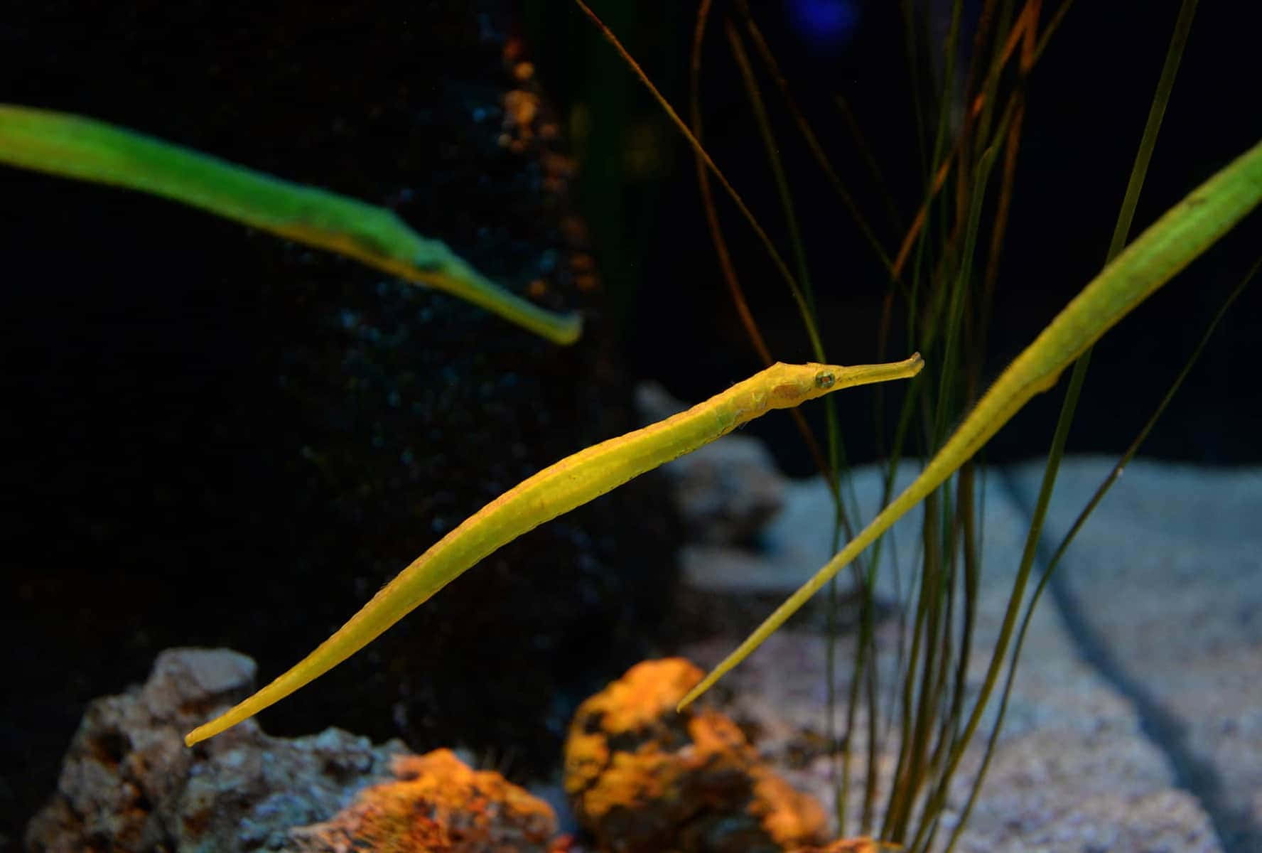 Green Pipefishin Aquarium Wallpaper