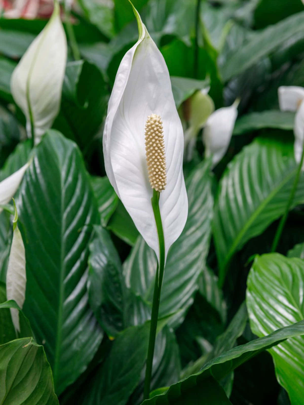 Green Plant On A Sunny Day Wallpaper