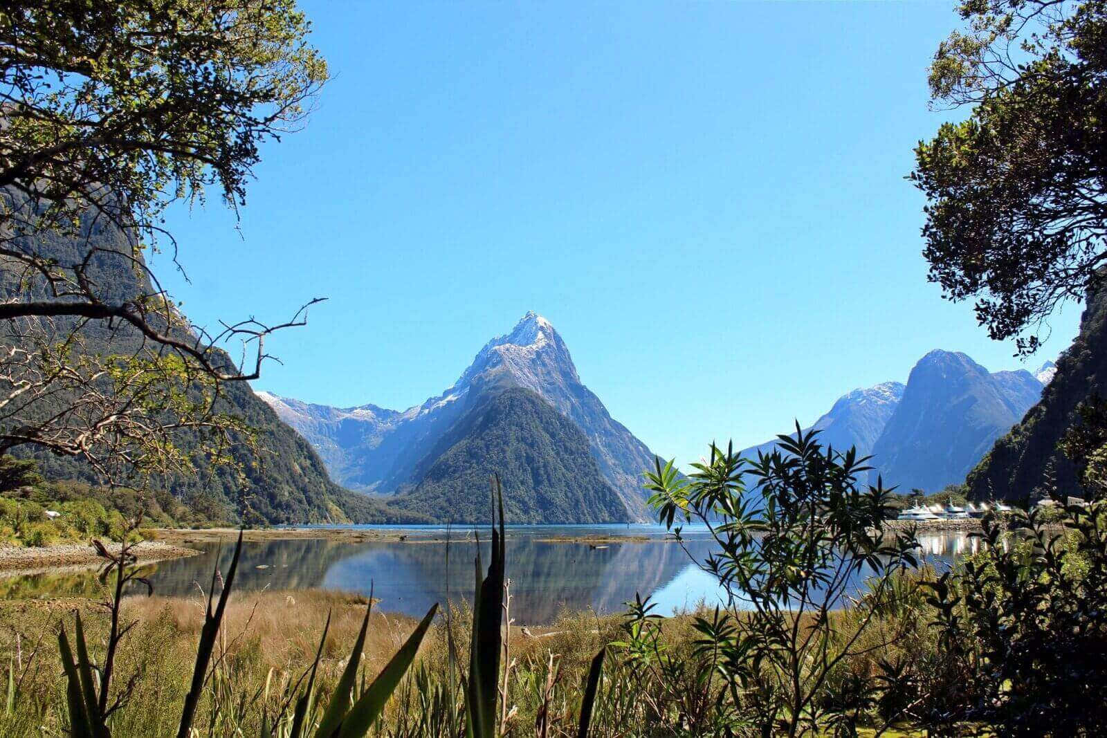 Green Plants Trees Milford Sound Wallpaper