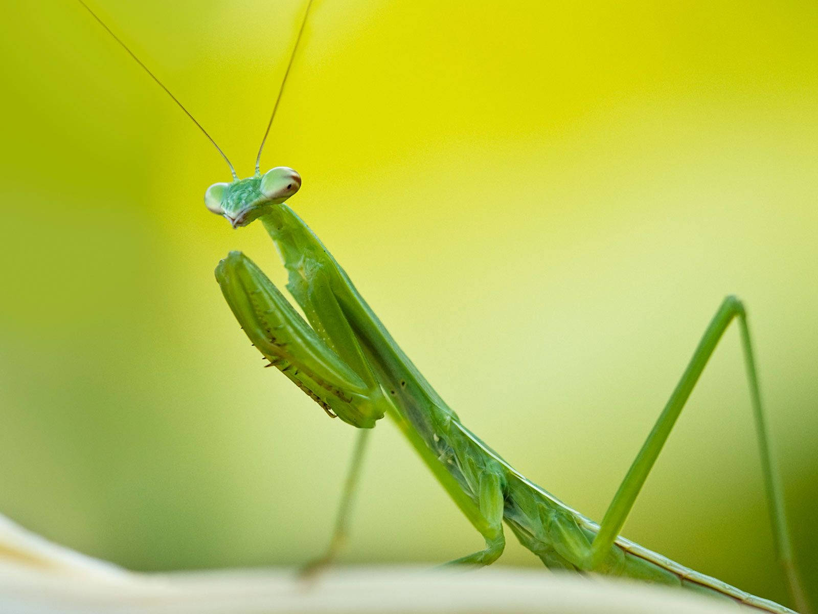 Green Praying Mantis Wallpaper