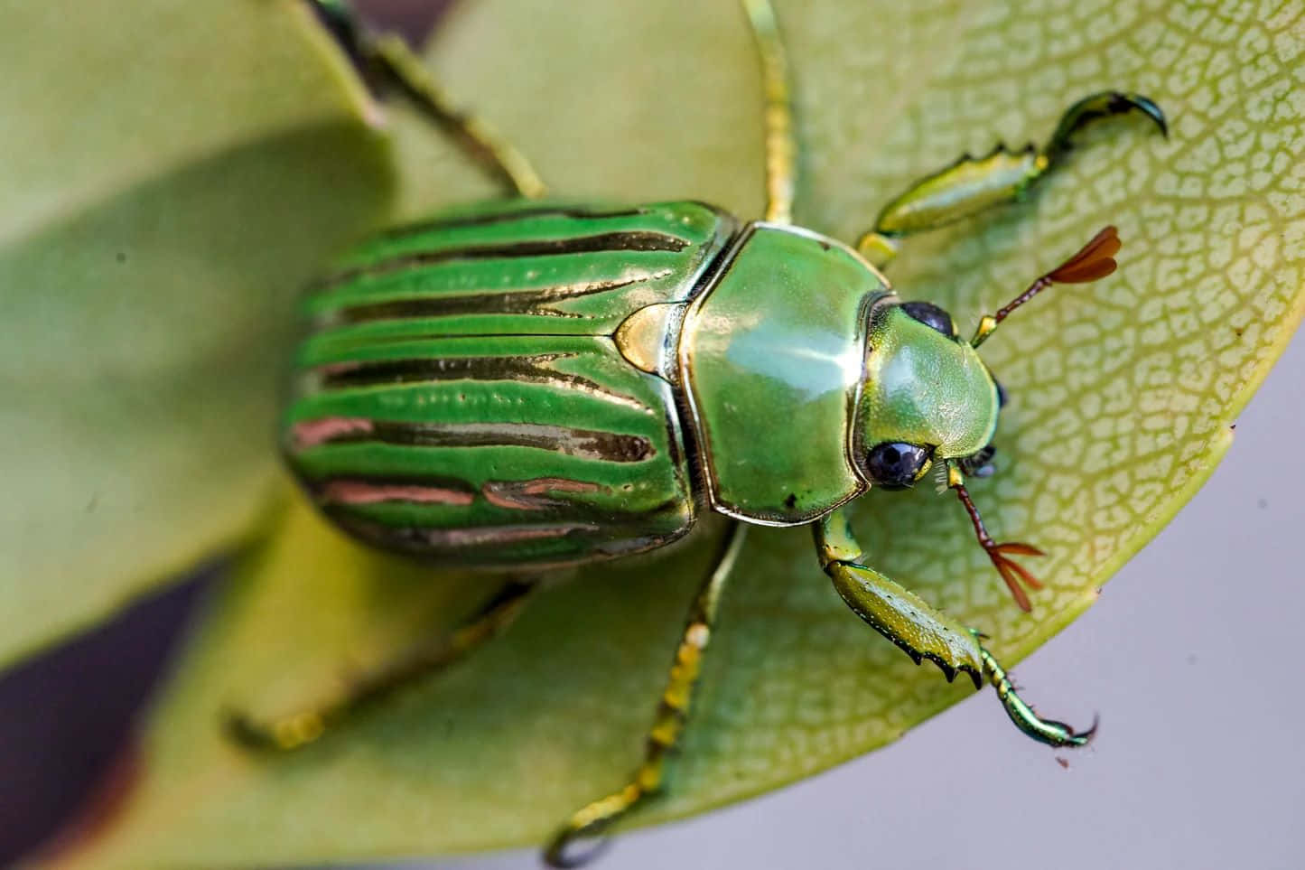 Green Scarab Beetleon Leaf Wallpaper